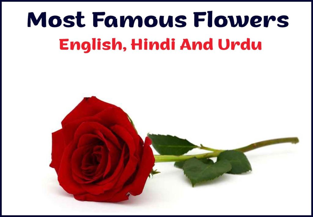 Most Famous Flowers
