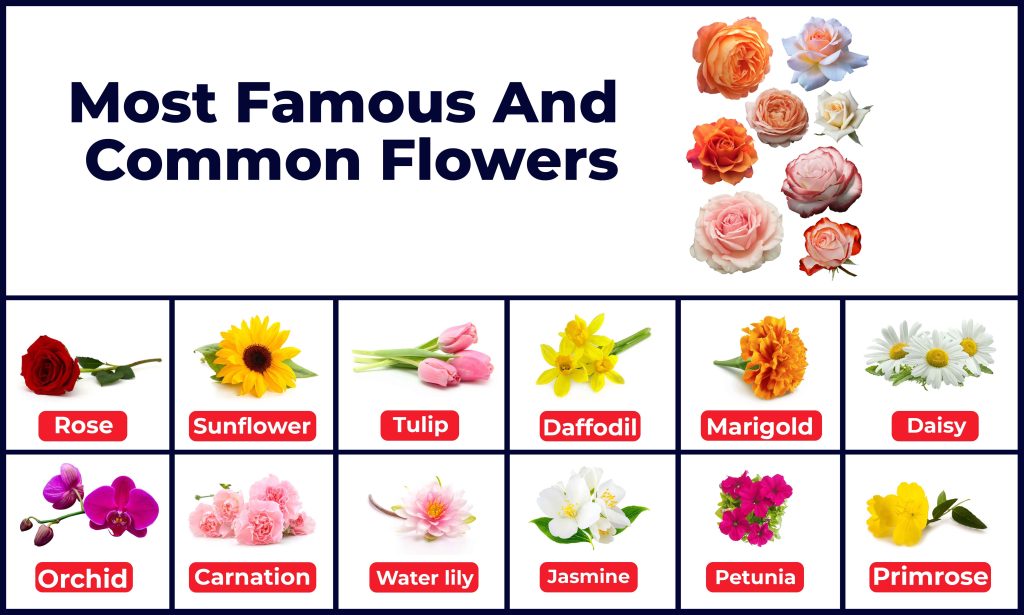 Most Famous and common flowers