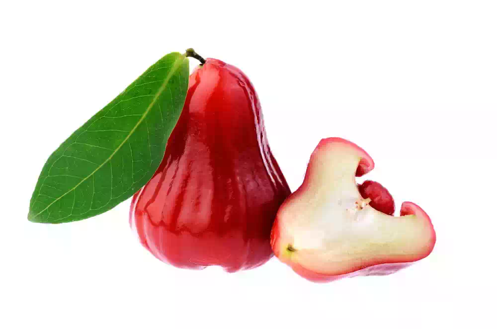 Bell Fruit Rose Apple