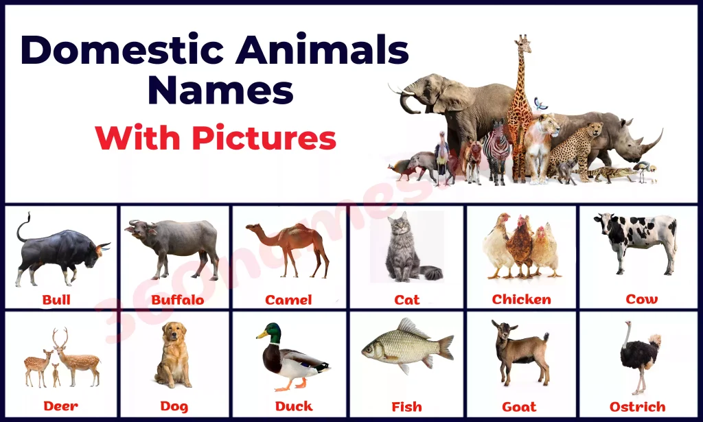 Domestic Animals Names with Pictures